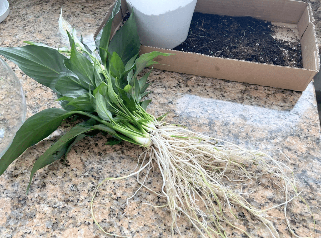 variegated peace lily nodes laid out for propagation